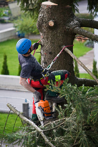 Best Tree Cabling and Bracing  in Griffin, GA