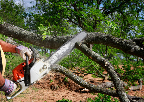 Best Lawn Grading and Leveling  in Griffin, GA